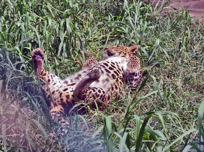 Leopards_1.jpg