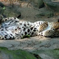 leopard going for a rest by Hassat Hunter