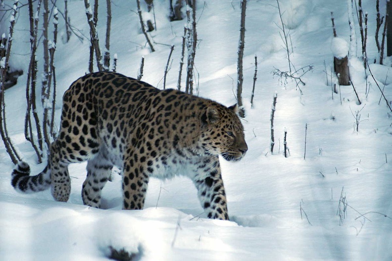 Amur_Leopard.jpg