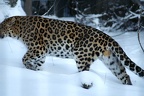 Amur Leopard bits 2