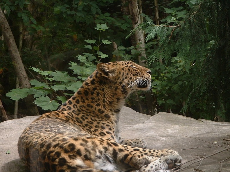 Leopard_by_dolphinchick410.jpg