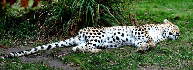 leopard_by_YlLee.jpg
