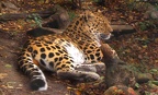 leopard by tumbler591