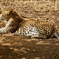 leopard in the sun by hasgarn d4flbq1