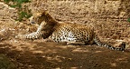 leopard in the sun by hasgarn d4flbq1