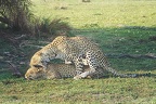 LEOPARDS MATING