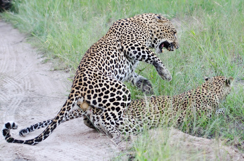 Leopards Mating 2