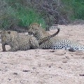 african leopards 09 dec 2004 pic3 001