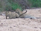 african leopards 09 dec 2004 pic3 001