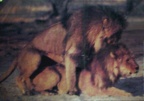Gay lions