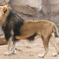 LION Image18