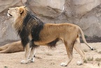 LION Image18