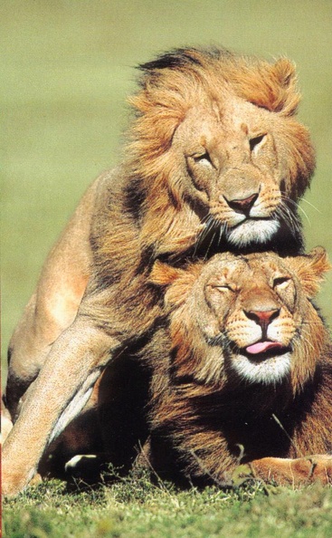 Lions.jpg