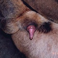 lion penis - erect - back view