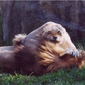 African_lion_lioness_play_by_Denise_McQuillen.jpg