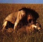LIONS04GT MATING