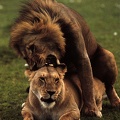LIONS10GT MATING