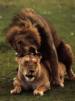 LIONS10GT MATING