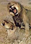 LIONS 10