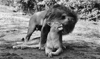 LIONS COUPLE MATING3