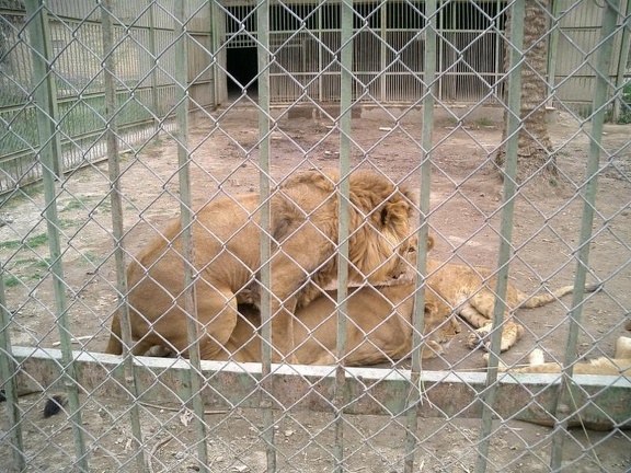 Lion getting some serious action