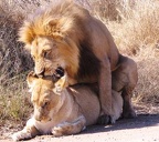 lion mating picture