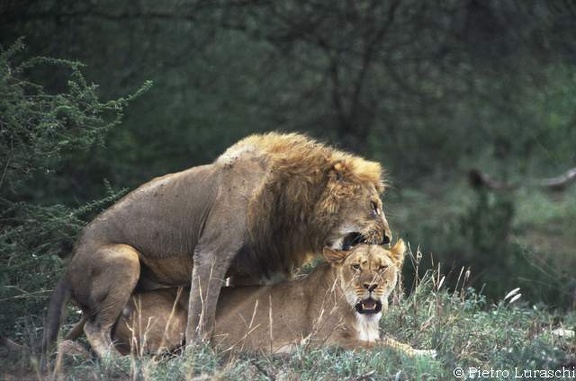 lion mating serengeti 2 tanzania 2002