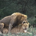 lion mating serengeti 2 tanzania 2002