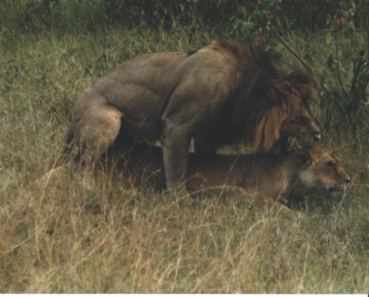 lion sex l