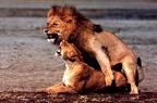 lions mating 001