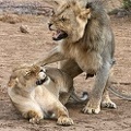 lions mating 181