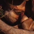lionsex closeup