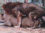 lionshag