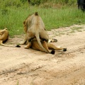 ng safari lion 3 mating 600