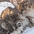 1263448400_kurst_snow_leopard_friendship_is.jpg