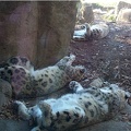 Snow Leopard Slumber by imissucupcake