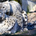 snow leopards mating