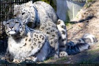 snow leopards mating
