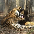 Tigers 895