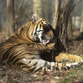 Tigers_902.jpg