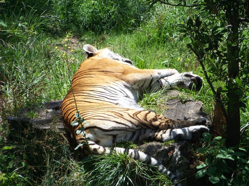 oakland_zoo_tired_and_annoyed_by_J_T_C.jpg