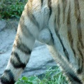 TigerBalls1