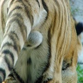 TigerBalls2.jpg