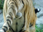 TigerBalls2