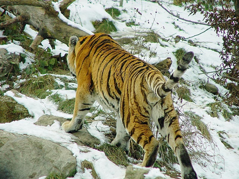 TigerSnow10.jpg