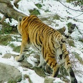 TigerSnow10.jpg