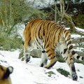 TigerSnow12