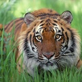 bengal tiger watchful eyes