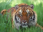 bengal tiger watchful eyes