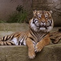 sumatran tiger male 02tfk